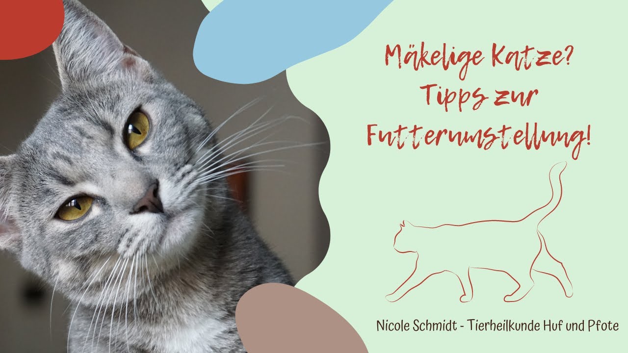 Mkelige Katze? Tipps zur Futterumstellung!