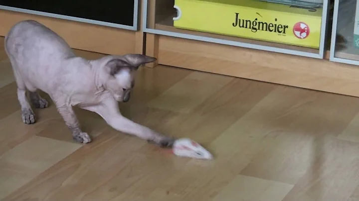 Watch the video about Mata Hari Ma Don A Maja - www.donsphynx.org