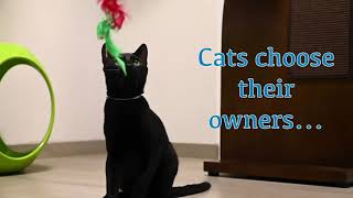Halifax Humane Society Meet Your Match Cabanas