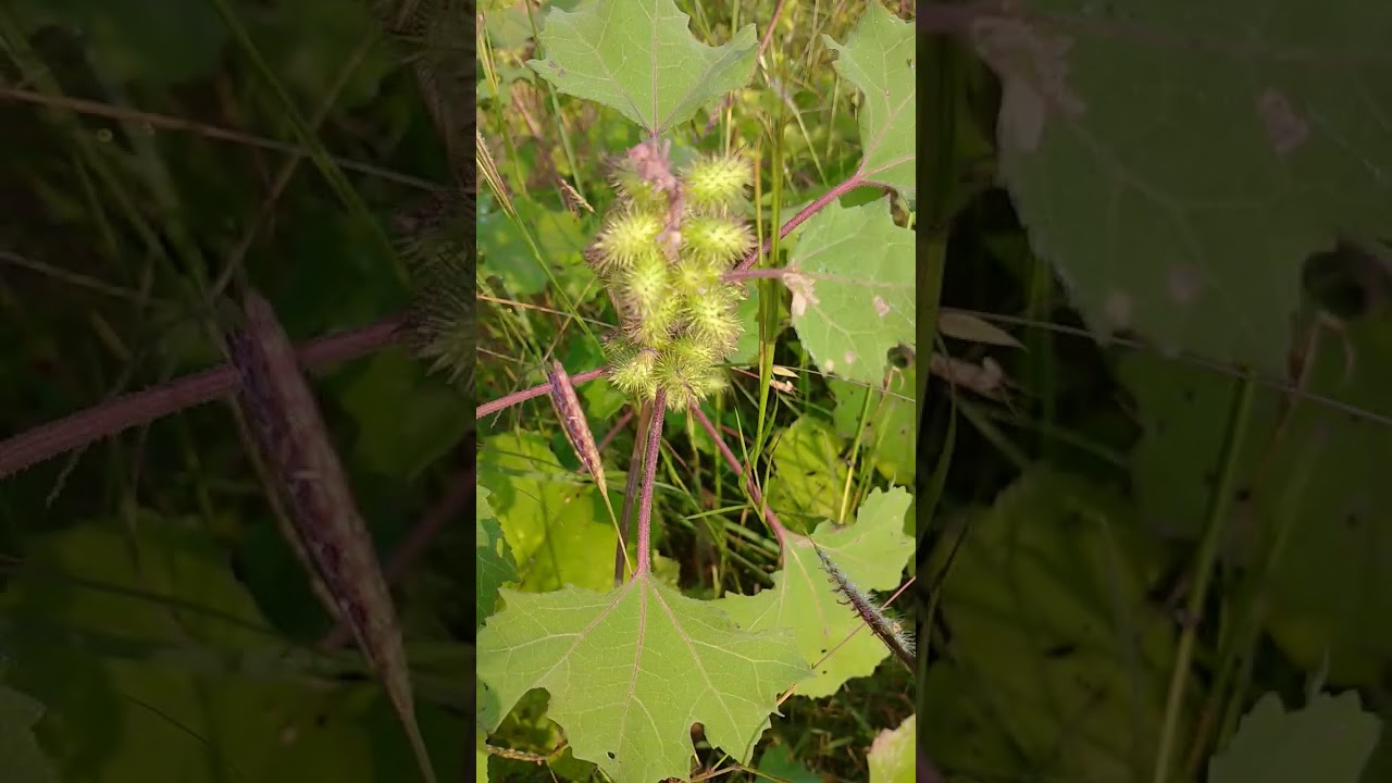Common Cocklebur plant 🌵🌵| 😃😃|