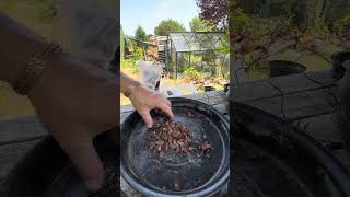Mixing my own pine or juniper mix