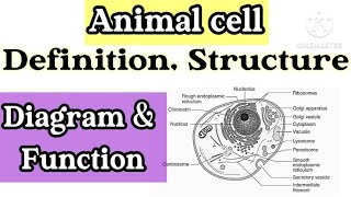 Animal cell | Animal cell diagram | Animal cell structu... | Doovi