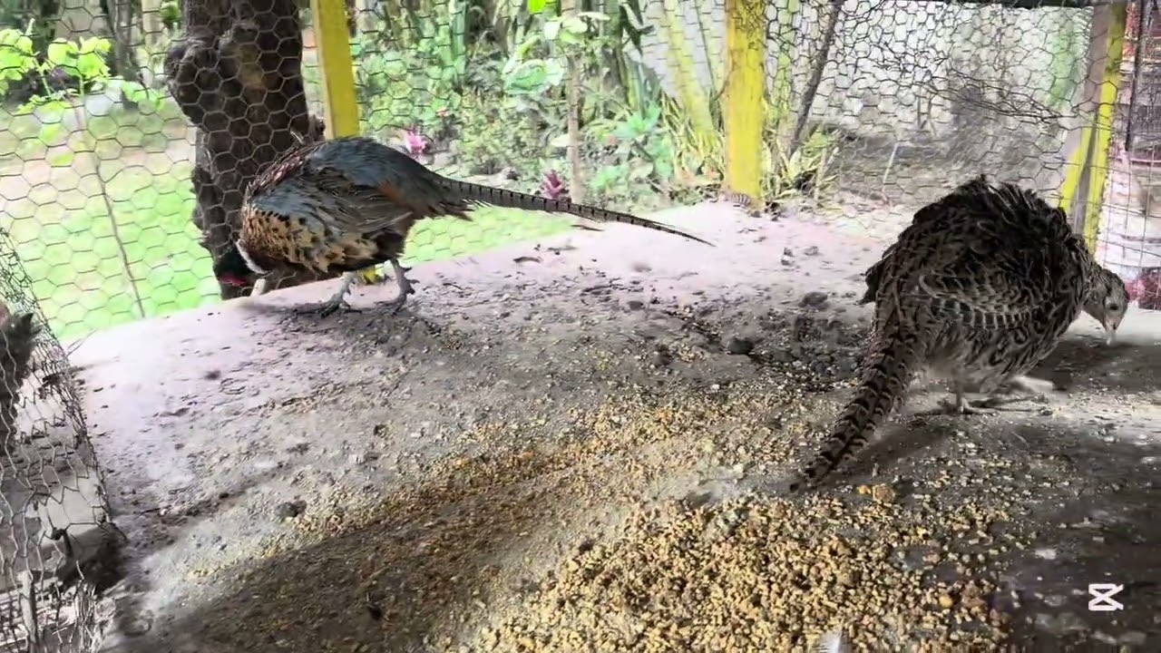 Avicultura sana , con sus cuidados