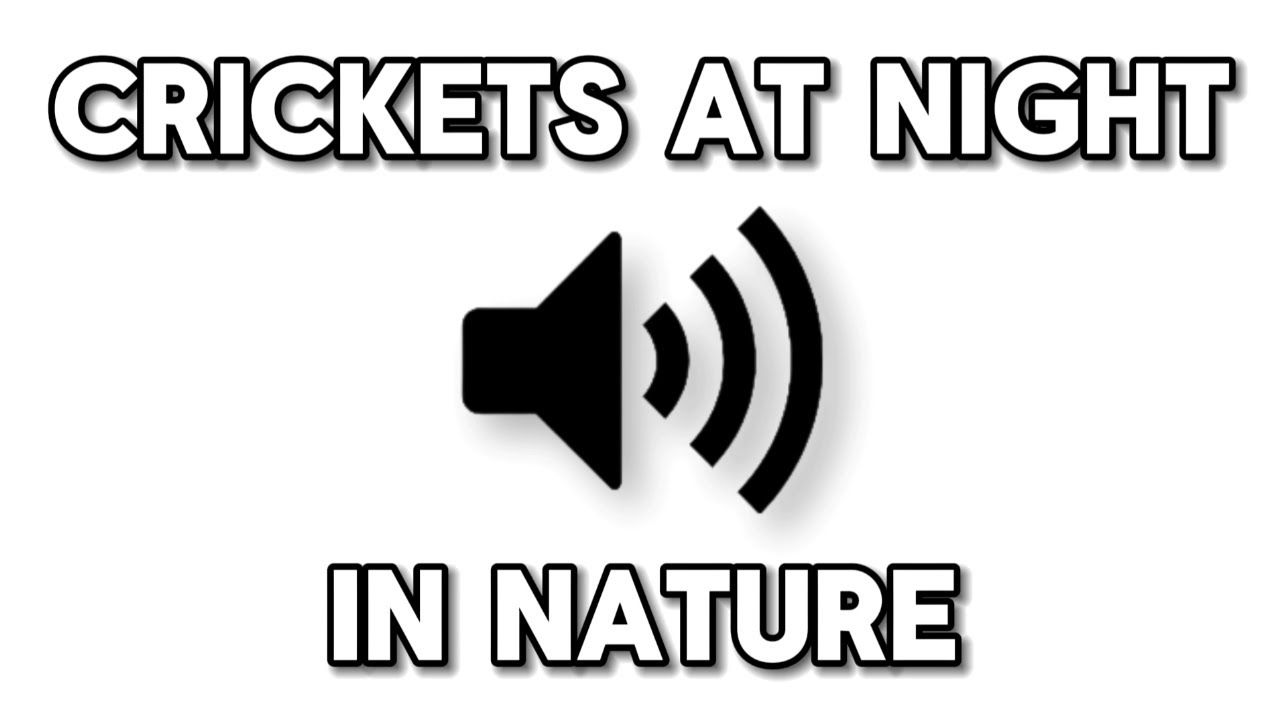 CRICKETS AT NIGHT IN NATURE 🔊 Sound Effects Online 🔊 FREE Nature Music