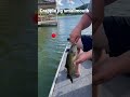 Smallmouth bass eats a Crappie jig