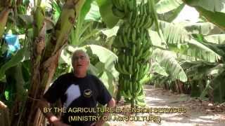 Banana cultivation with AutoAgronom (EN subtitles)