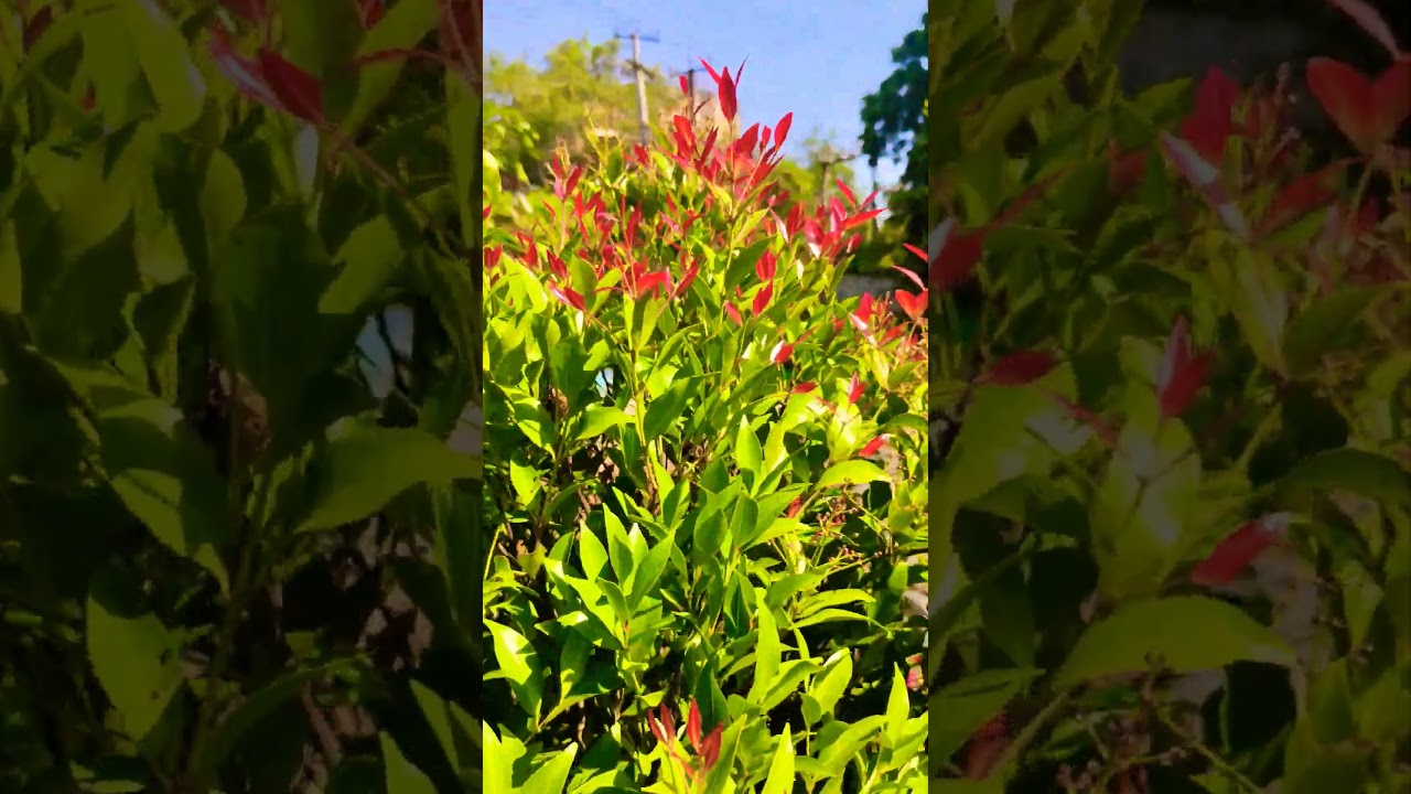 🌺 Top Red Foliage Plants to Transform Your Garden🍁🔥