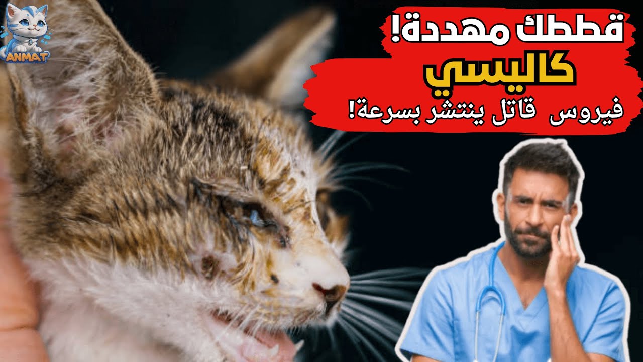 تحذير عاجل: فيروس كاليسي يهدد حياة القطط هذه الايام!😿🦠