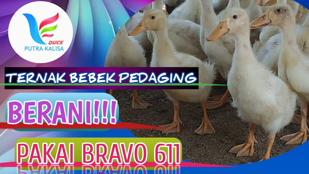 PAKAN BEBEK SUPER MAHAL BRAVO 611 UNTUK BEBEK PEDAGING | CARA TERNAK