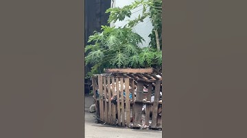 WAIT BUDDY #shortsvideo