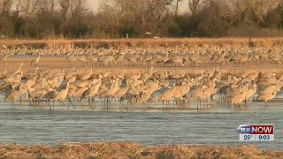 Sandhill crane migration