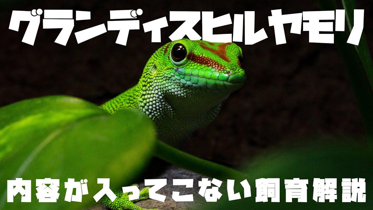 メキシコ トカゲのオブジェクト アカメカブトトカゲ】 Tribolonotus gracilis / Red-eyed