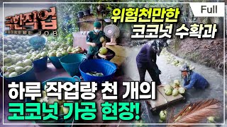 [Full] 극한직업 - 태국,코코넛 수확과 가공