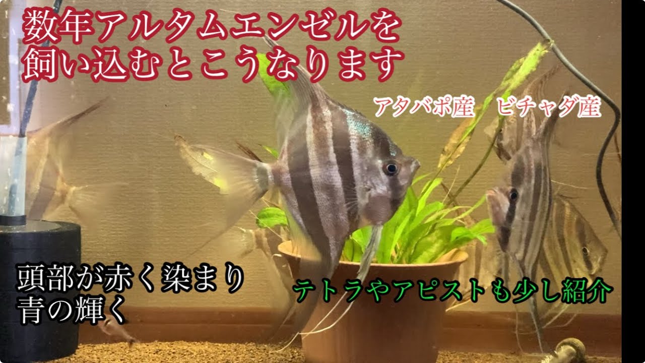 アルタムエンゼルを2年飼い込むとこうなります。　#エンゼルフィッシュ  #ディスカス  #熱帯魚  #ペット  #アクアリウム  #水槽  #癒し　#アルタムエンゼル
