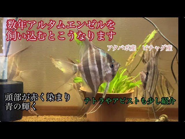 アルタムエンゼルを2年飼い込むとこうなります。 #エンゼルフィッシュ 