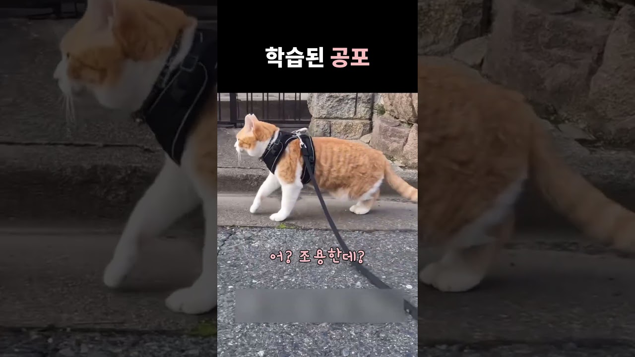 학습된 공포ㅋ