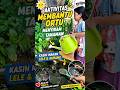 Bocil bantu ortu siram tanaman,kasih makan lele dan gurame #shorts #aktivitasanak #kulawargibaraya