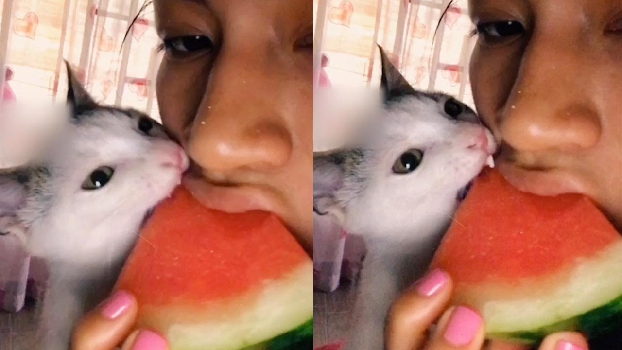 kitten eating watermelon