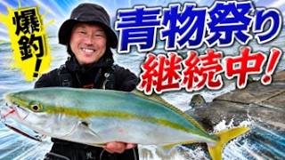 青物祭り継続中！今年もヒラマサ来るか⁉大型青物も接岸中！