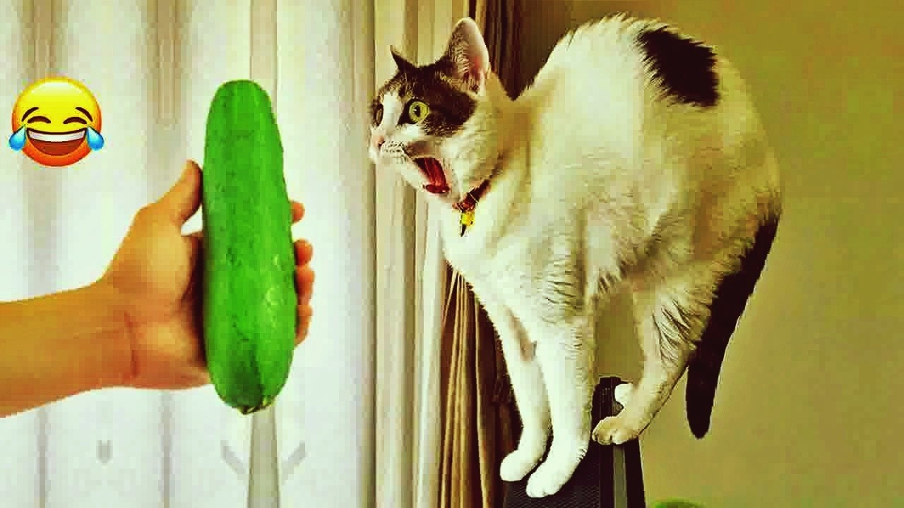 Try Not To Laugh 🍂 Funniest Cats & Dogs 😻 Funny Animals