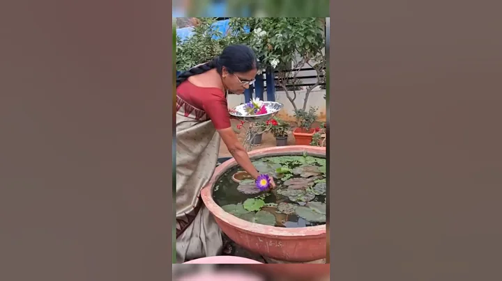 Put this medicine in the lotus flowers, the lotus flowers will come to every house and #lotustower