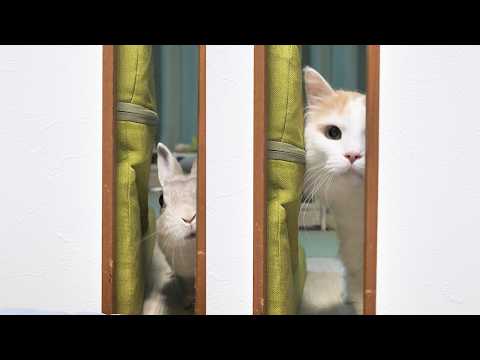 うさぎとにゃんこの仲良しシリーズ - YouTube