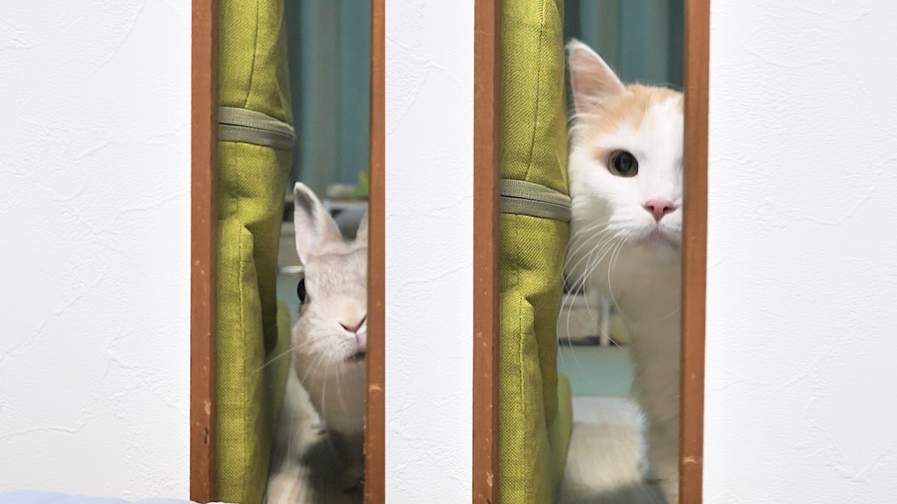 いつも寝坊しそうになると起こしに来るうさぎさんが今日から猫も連れてくるようになった