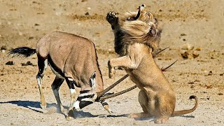 Horns of Fury: Horrific Moments When Deadly Horns Crush Predators