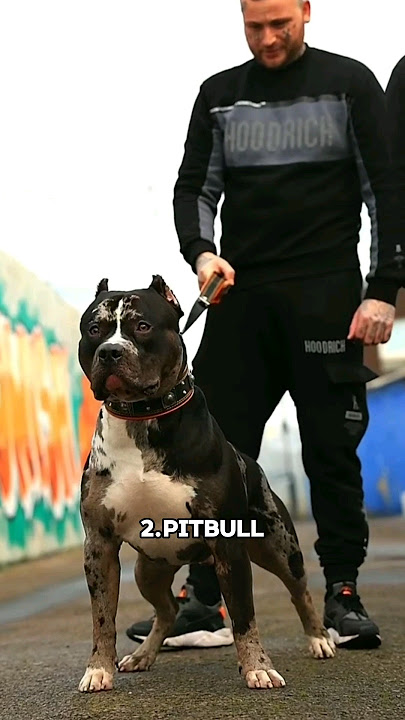 Top 10 guard dogs for your family and home protection🏡Which one is your favorite?🐶