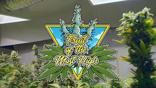 Download Lagu Marajuana MP3 Marajuana