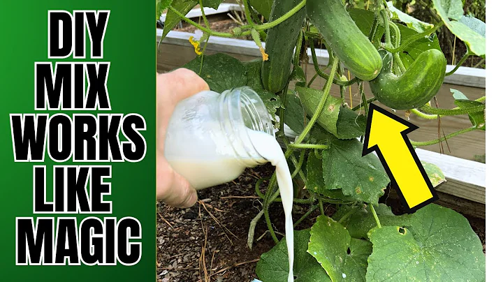 Cucumbers Will IMMEDIATELY GROW And Produce Non-Bitter Huge Harvest | Water Once With This Formula
