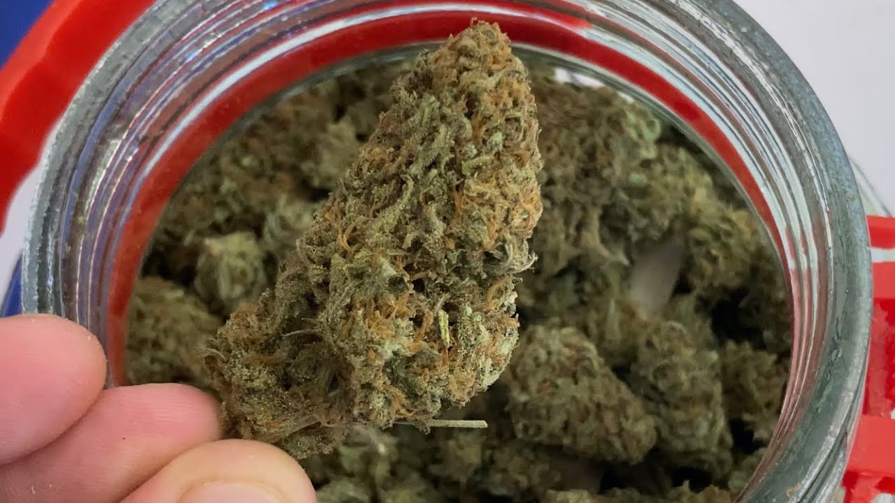 🥦 COSECHA Cultivo Exterior 2023 | Producción Total en SECO ✂️[Primer vídeo Exclusivo para Miembros]