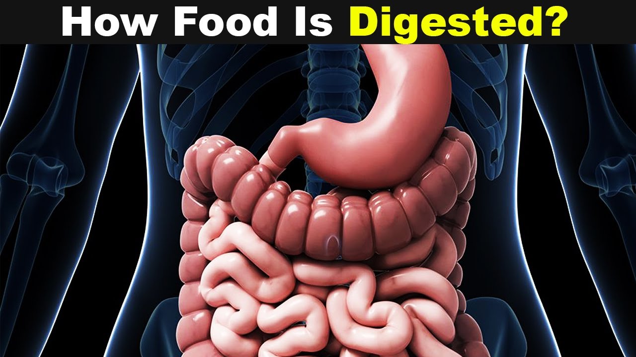 The Human Digestive System | How Digestive System works (Urdu/Hindi