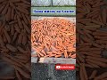 Аляска, УРОЖАЙ МОРКОВИ 🥕 Анкоридж Америка