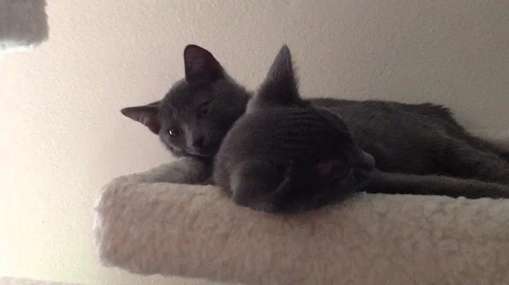 Video 1300251: manx kitten, baby manx, cute cat sleeping