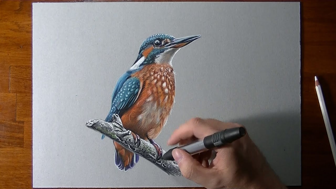 Disegno Realistico In Timelapse Un Uccello Martin Pescatore Youtube