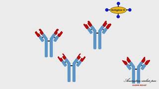 علوم تجريبية - علوم الحياة والأرض - les organes et les cellules de l'immunité