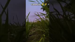 dearest farming  dearest Kisan Life farming song