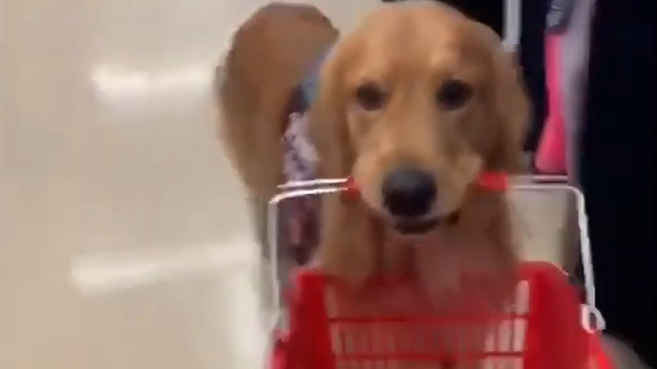 Service dog helps handler shop for groceries YouTube