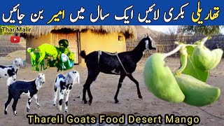 Tharparkar Thari Goat Farming |Thar Desert Animals Feeding, Care & Profit Guide |TharMalir