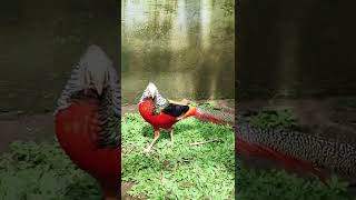 IBONG ADARNA IS REAL #shorts