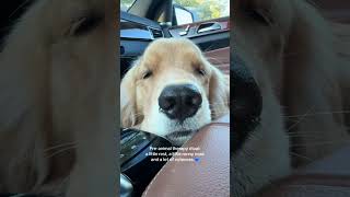 Behind the scenes look at Duke's pre-animal therapy ritual