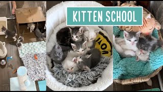 Kitten School: New Setup Part 2