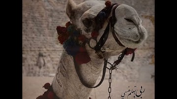 الشيخ خالد الجليل سورة الغاشية أفلا ينظرون إلي الابل كيف خلقت