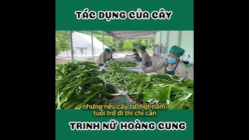 tác dung cua cây trinh nữ hoang cung #shorts