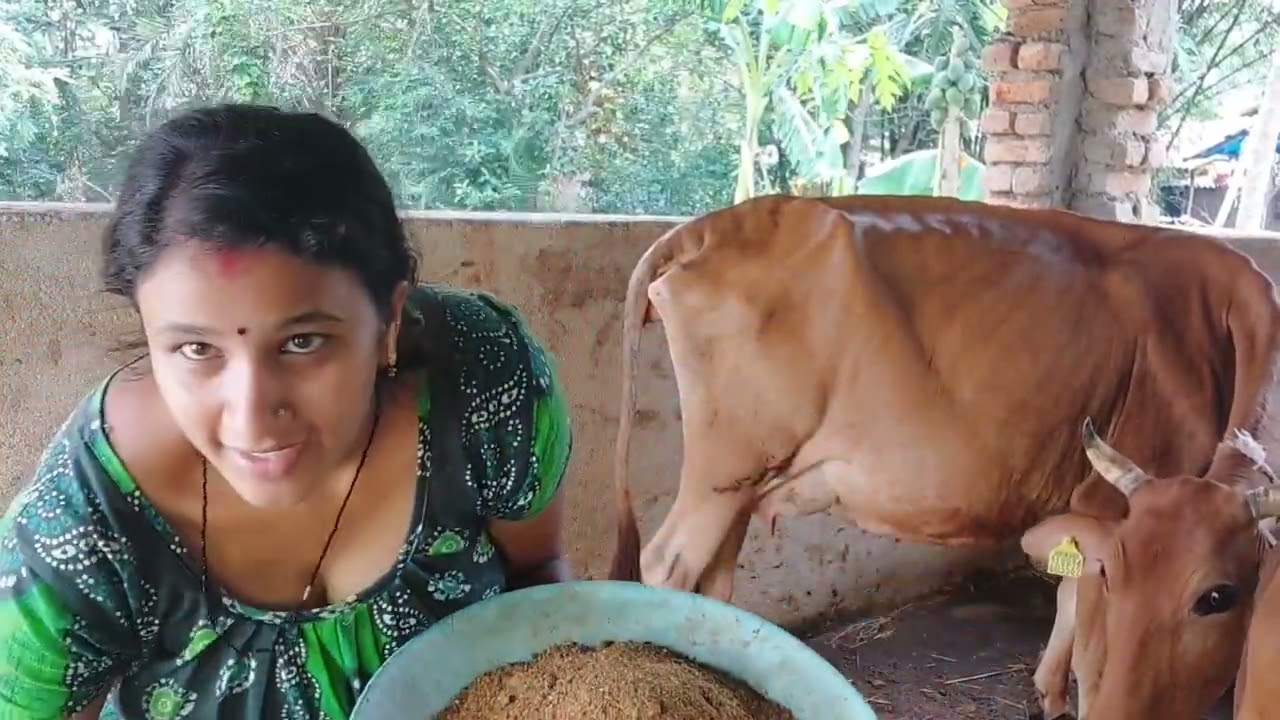 Sakale gai der pichone ki ki kaj karte hai amar dekho 🐄🐄🐄