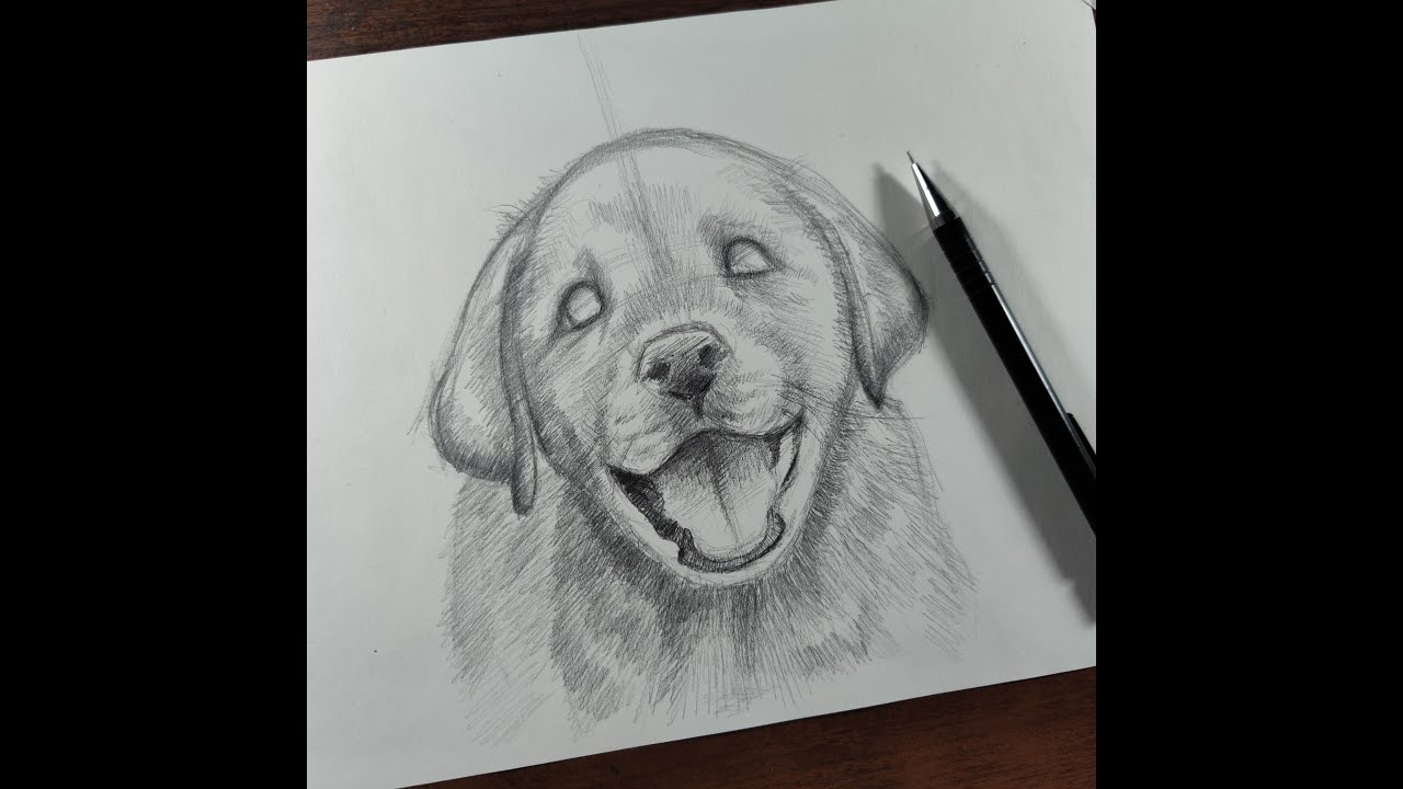 Cómo Dibujar un Perrito a Lápiz para PRINCIPIANTES - Muy FÁCIL - thptnganamst.edu.vn