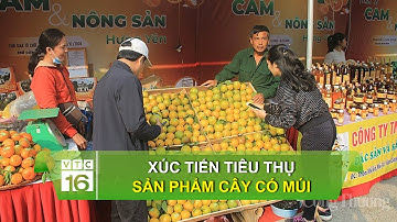 Xúc tiến tiêu thụ sản phẩm cây có múi | VTC16