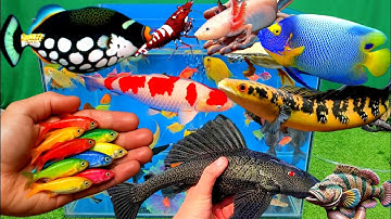 Video tổng hợp cá cảnh đẹp, vịt, vịt con, cá koi, cá trê, cá nóc, cá bảy màu, betta