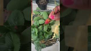 Happy Tuesday cousins 🥰#foryourpage #garden  #springawakening #subscribemychannel #springgardening